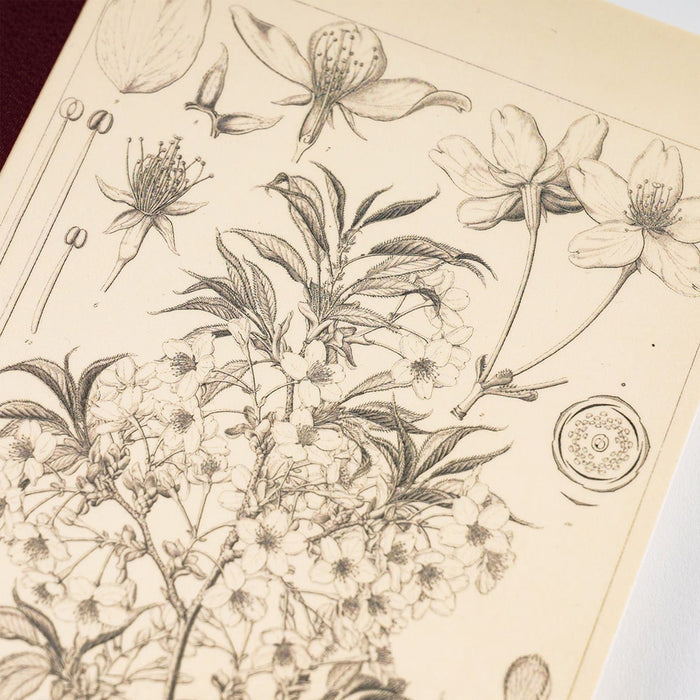 Hobonichi | Cuaderno Hobonichi Notebook A5 Tomitaro Makino (Cuadros)