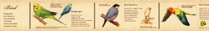 MT Masking Tape | Encyclopedia Birds Washi Tape
